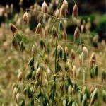 Avena sativa