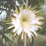 Cactus grandiflora