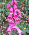 Digitalis purpurea