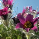 Pulsatilla
