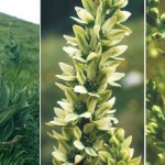 Veratrum