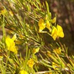 Aspalathus linearis