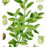 Buxus sempervirens