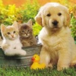 Les fleurs de Bach et les animaux de compagnie