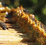La propolis et le miel