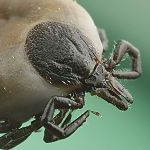 Vaccin contre l’encéphalite à tiques