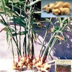 Zingiber officinale