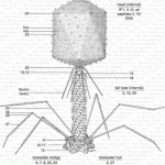 Les bactériophages