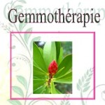 La Gemmothérapie