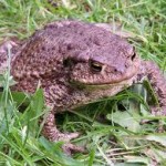 Bufo rana