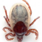 Borréliose et maladie de Lyme