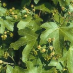 Acer