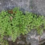 Adiantum capillus verenis