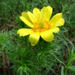 Adonis vernalis