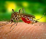 Dengue / Chikungunya