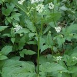 Aegopodium podagraria