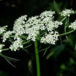 Aethusa cynapium