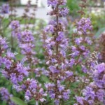 Agnus castus