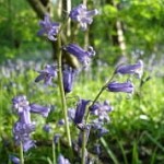 Agraphis nutans