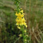 Agrimonia eupatoria
