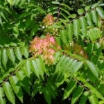 Ailanthus glandulosa