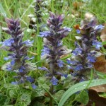 Ajuga