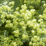 Alchemilla