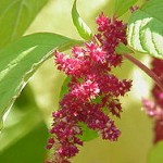 Amaranthus tricolor