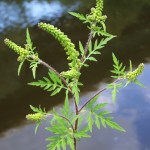 Ambrosia artemisiaefolia