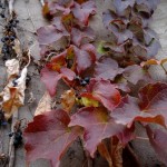 Ampelopsis