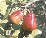 Anacardium orientale