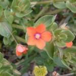 Anagallis arvensis