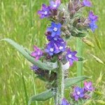 Anchusa