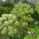 Angelica