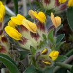 Anthyllis vulneraria