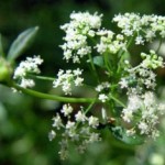 Apium