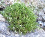 Arenaria rubra