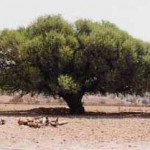 Argania spinosa