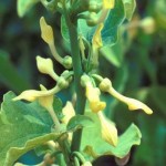 Aristolochia