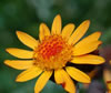 Arnica montana