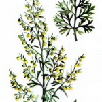 Abrotanum