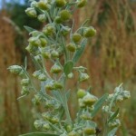 Artemisia