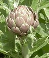 Cynara