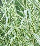 Arundo