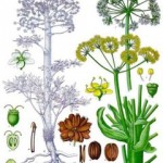 Asa foetida