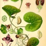 Asarum