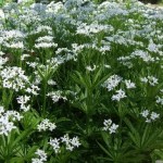 Asperula odorata