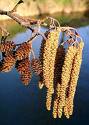 Alnus