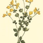 Baptisia tinctoria