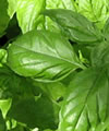 Ocimum